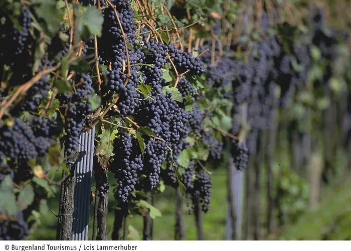 Vitalhotel Krainz Mit Nebenhaus Familien Oase